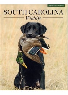 South Carolina Wildlife South Carolina Wildlife