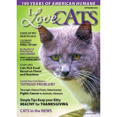 I Love Cats I Love Cats