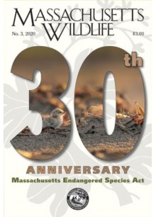 Massachusetts Wildlife
